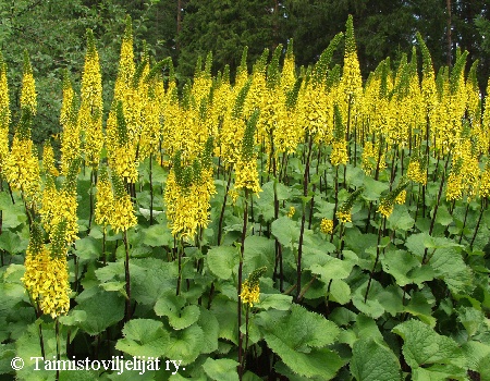  Ligularia Hietala